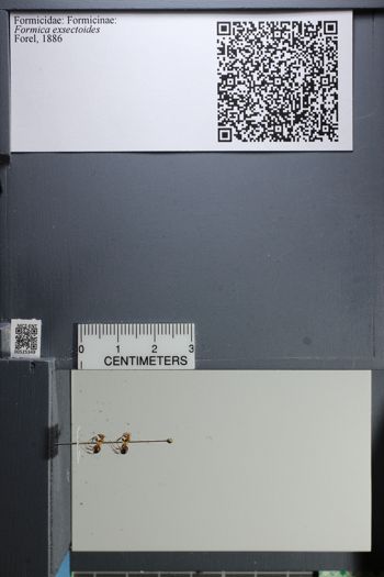 Media type: image;   Entomology 525349